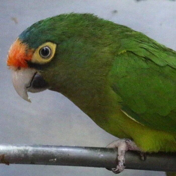 BUY HALF MOON CONURE - Image 3