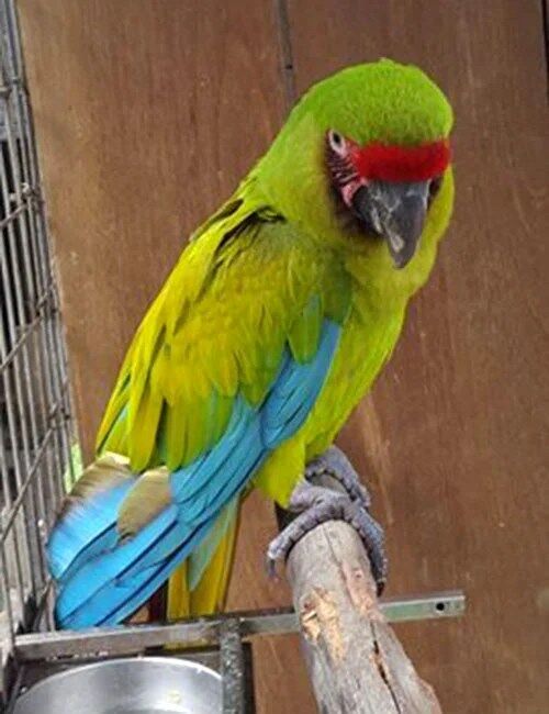 BUY GREAT GREEN MACAW - Image 3