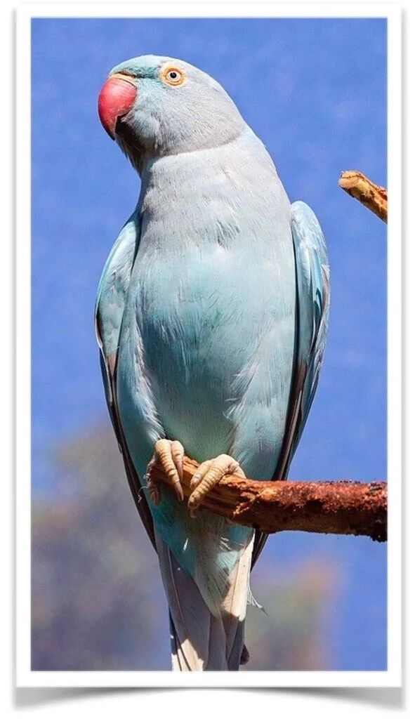Buy Blue Indian Ringneck Parakeet Online - Image 3