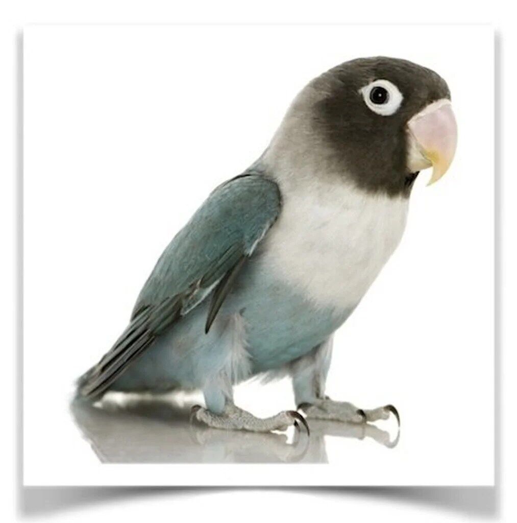 Buy Lovebirds - Blue Masked Online