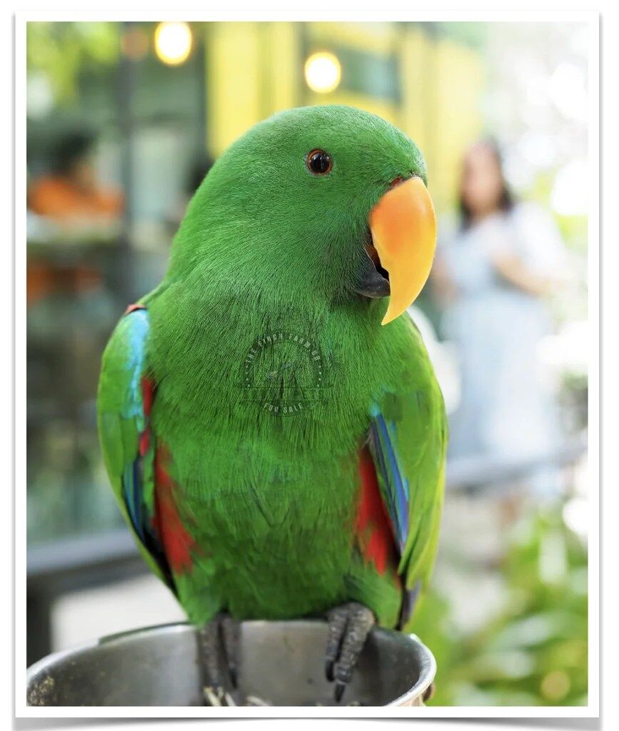 Buy Eclectus Online - Image 3