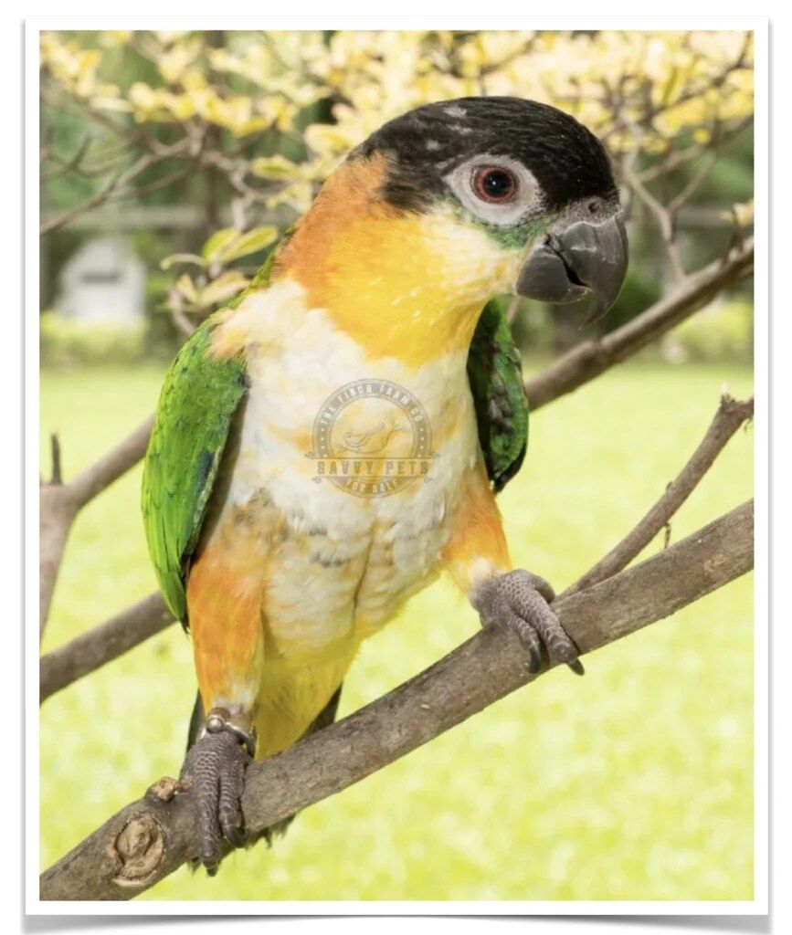 Buy Black Headed Caique Online