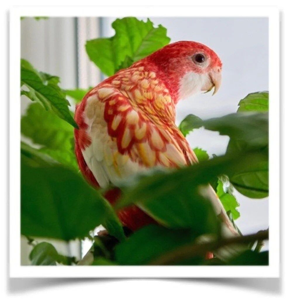 Buy Rubino Golden Mantle Online