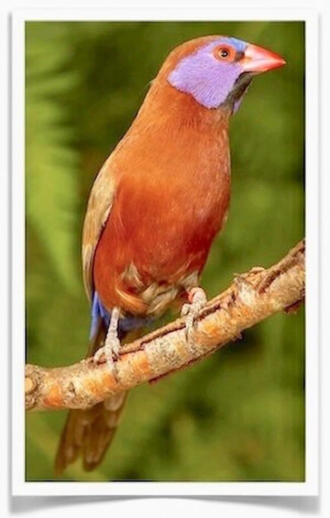 Buy Violet Eared Waxbill Finch - Pairs Online