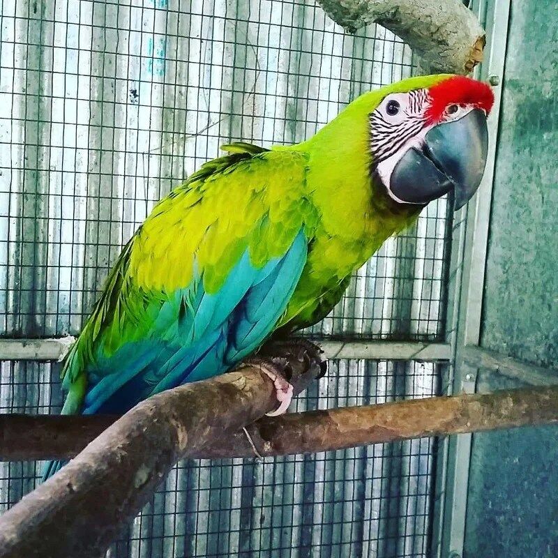 BUY GREAT GREEN MACAW