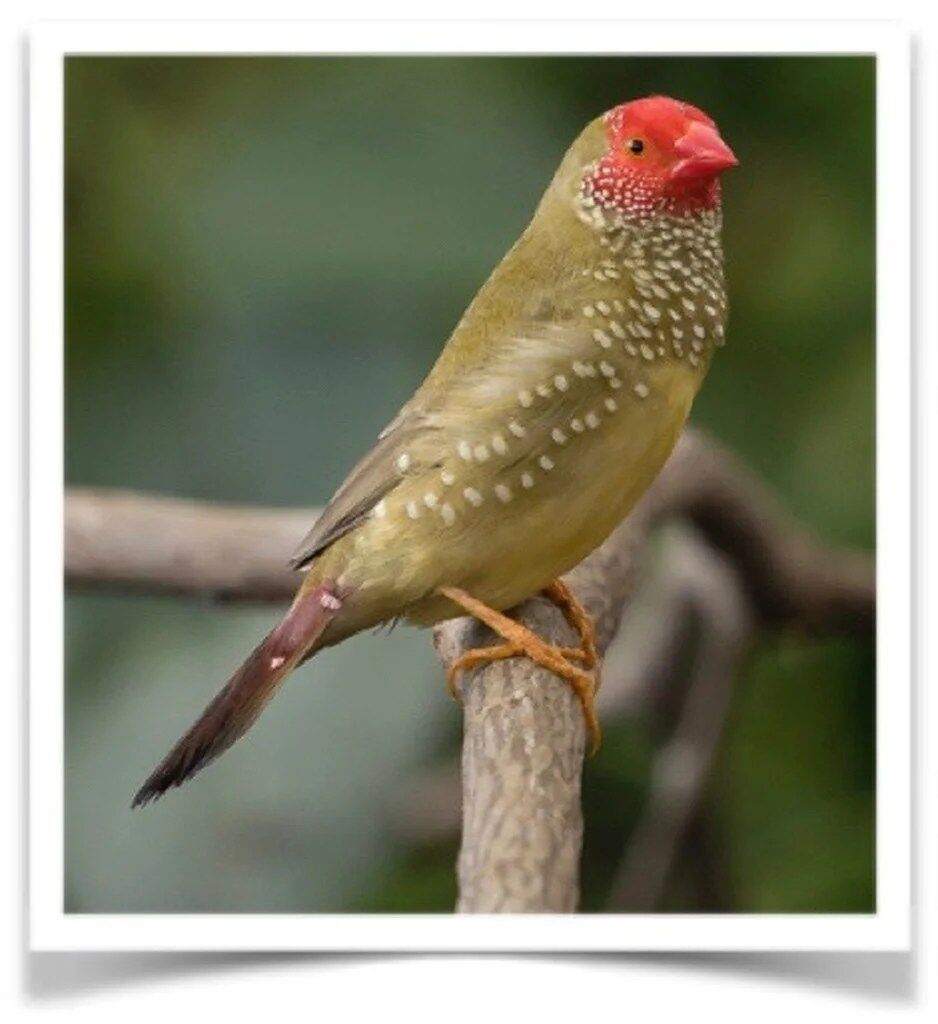 Buy Red-Faced Star Finch Online