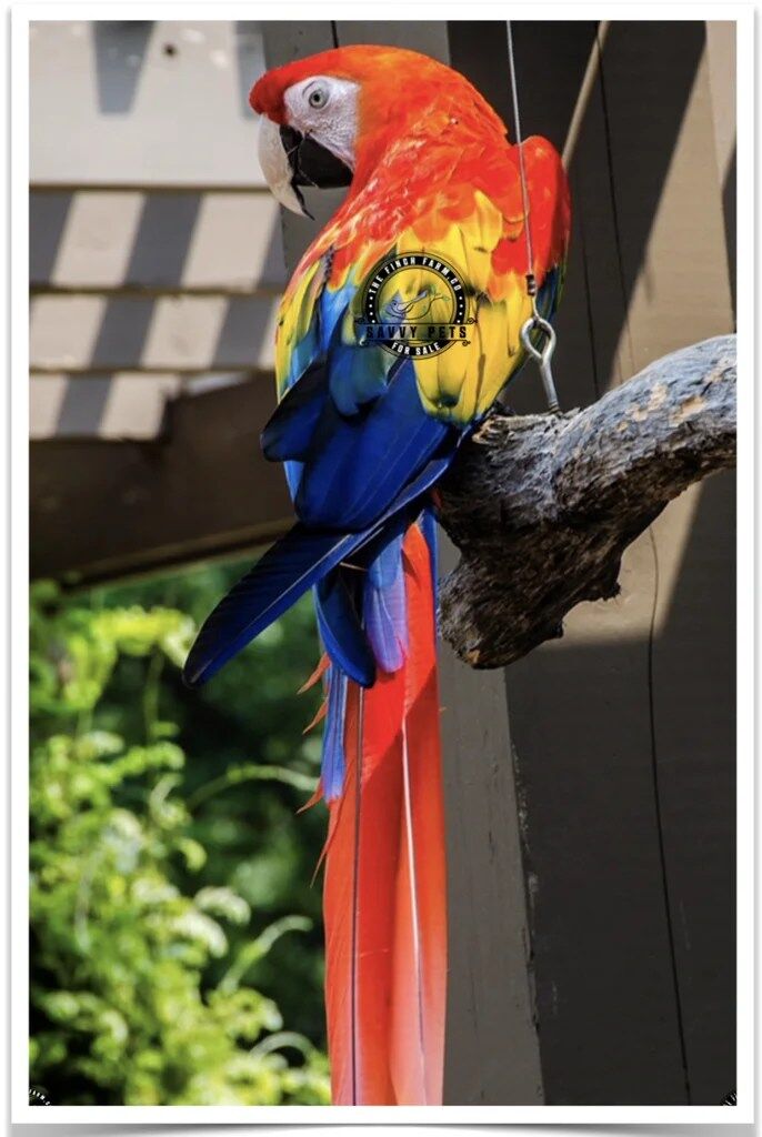 Buy Scarlet Macaw Online