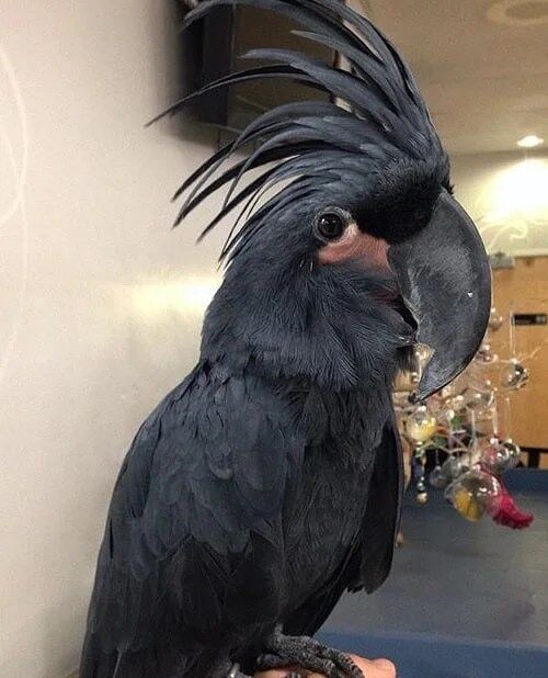 Black Palm Cockatoo