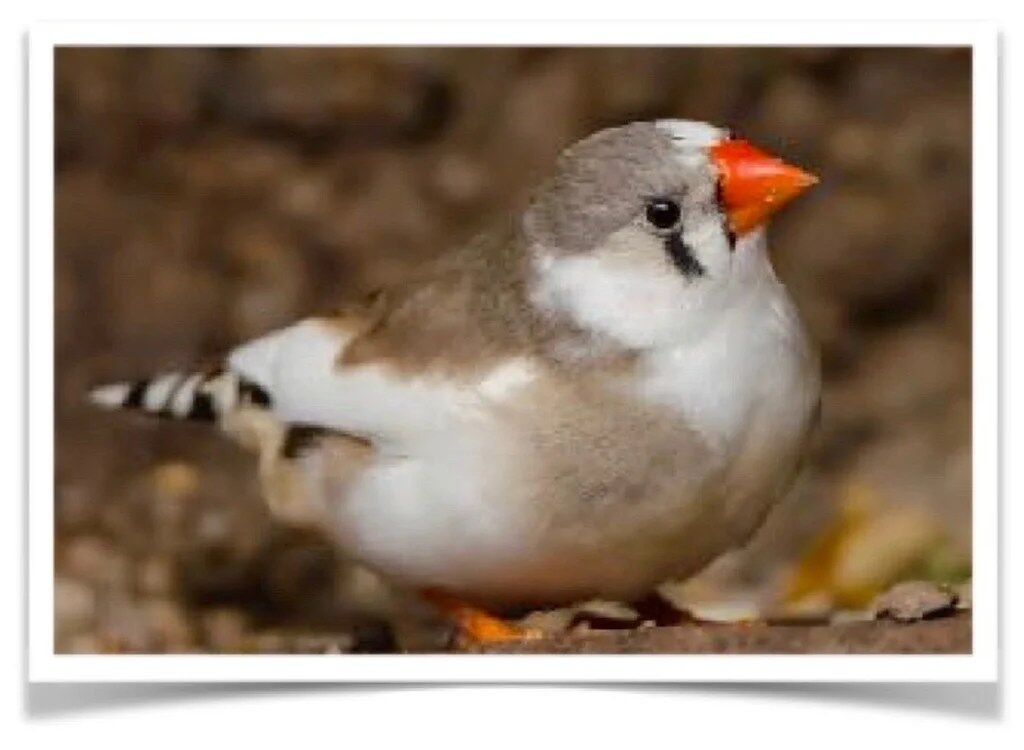 Buy Pied Zebra Finch Online - Image 2