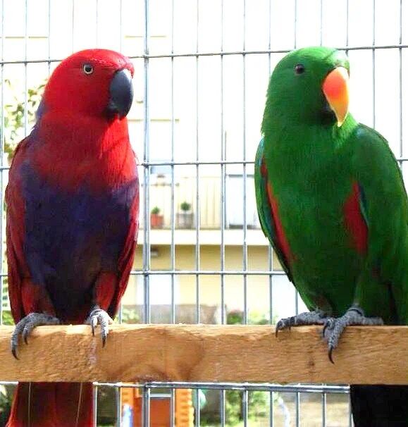 Buy Solomon Eclectus Parrot Online