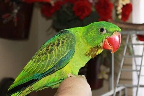 Buy GREAT-BILLED PARROT For Sale - Image 3