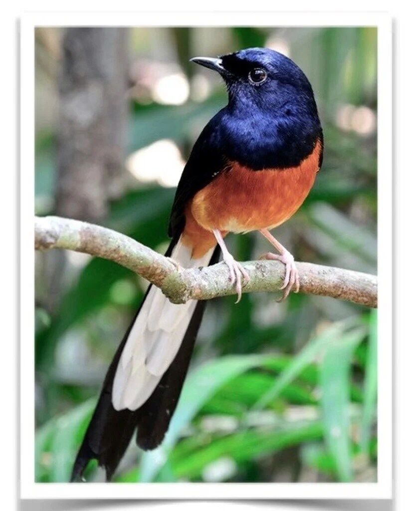 Buy White Rumped Shama Online