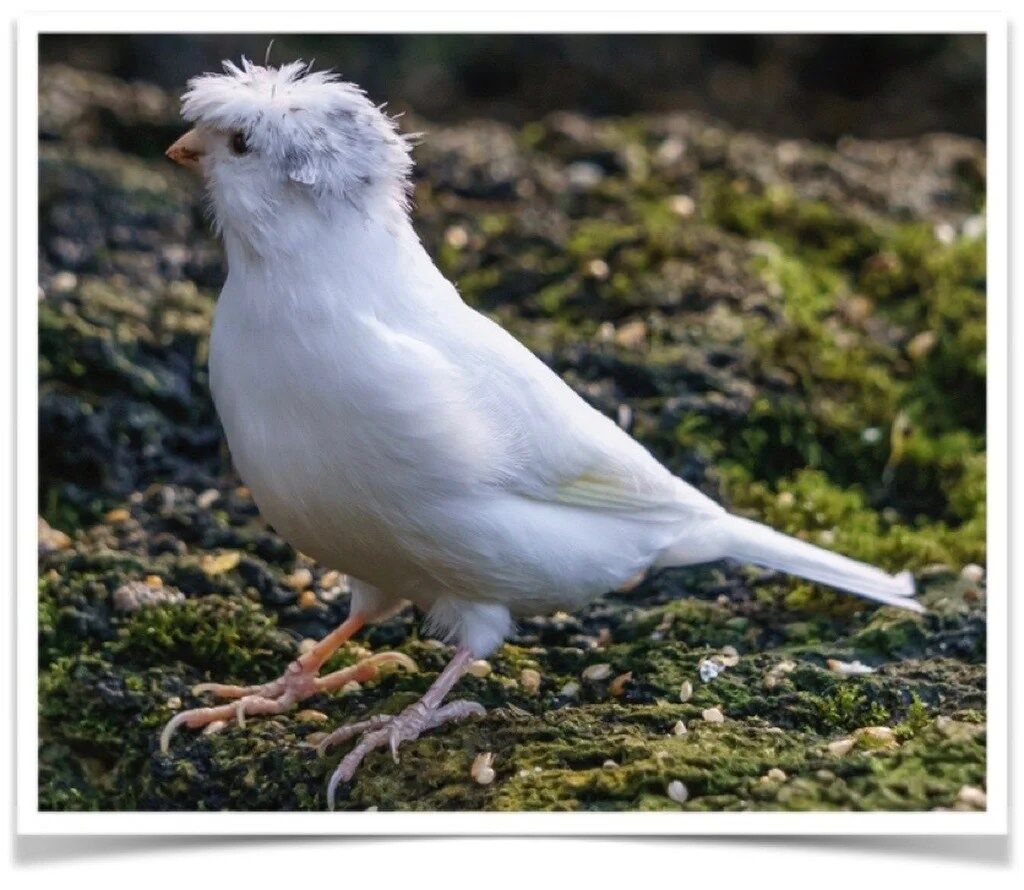 Buy White Crested Canary Online
