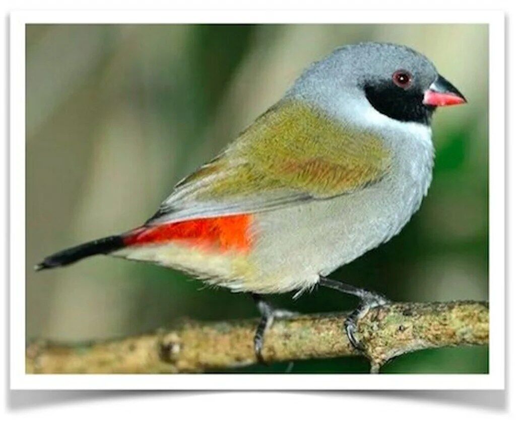 Buy Black-faced Swee Waxbill - Pairs Only Online