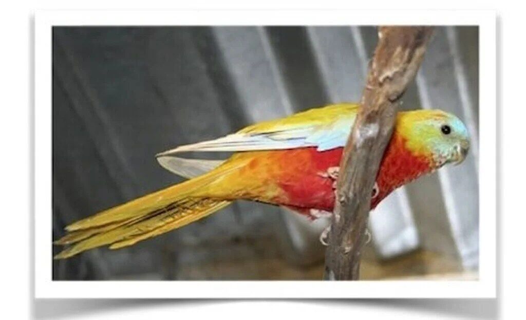 Buy Yellow Turquoisine Parakeet Online
