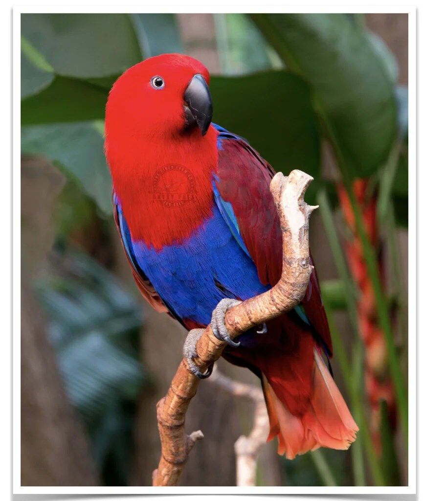 Buy Eclectus Online - Image 4