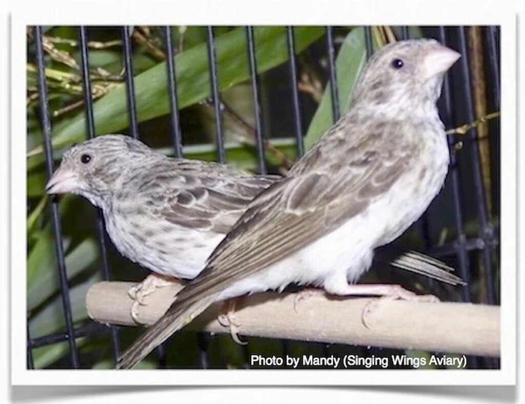 Buy White-Rumped Seedeater (Grey Singer) Online