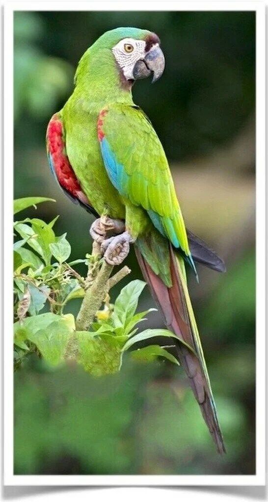 Buy Severe Chestnut Fronted Macaw Online