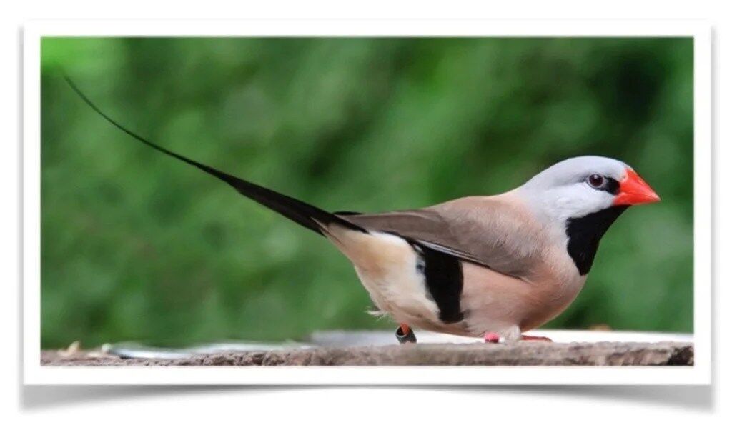 Buy Shaft-Tail Finch Online - Image 2