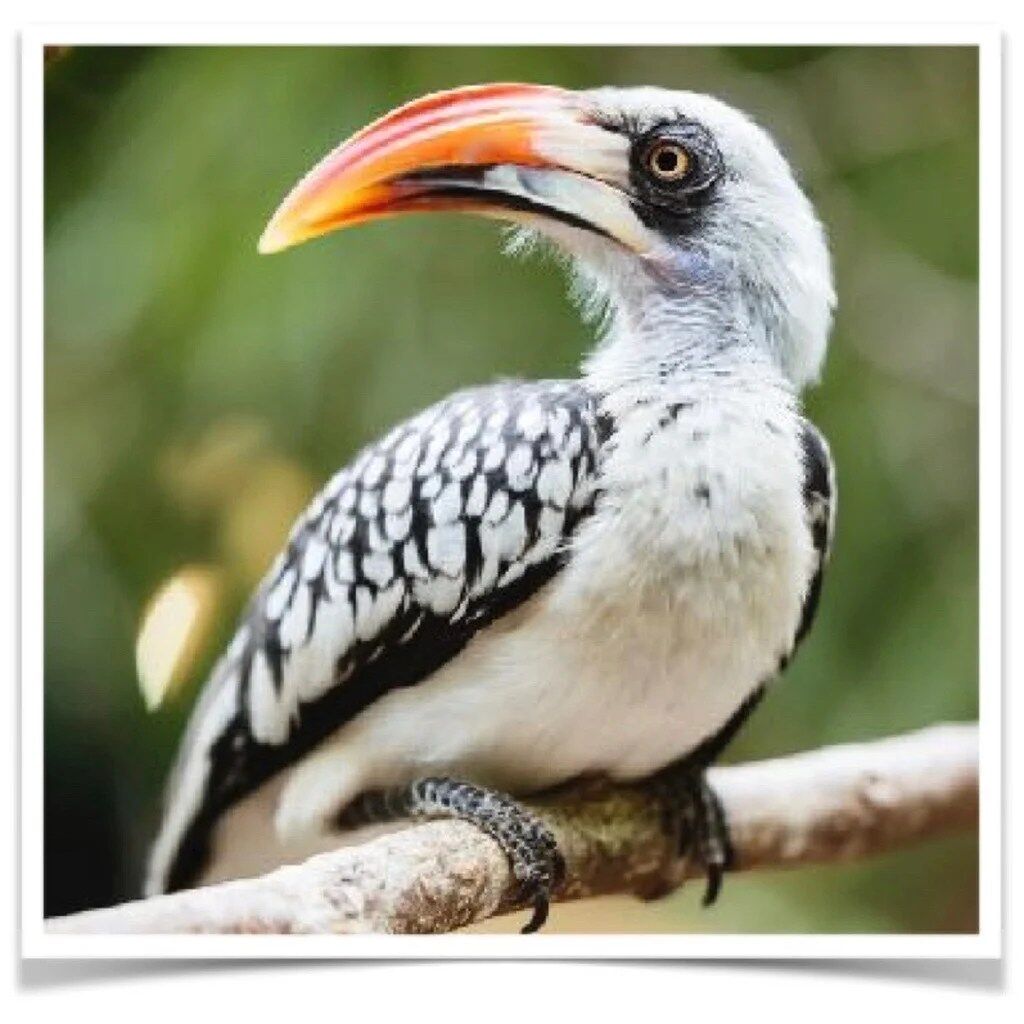 Buy Red billed Hornbill Online
