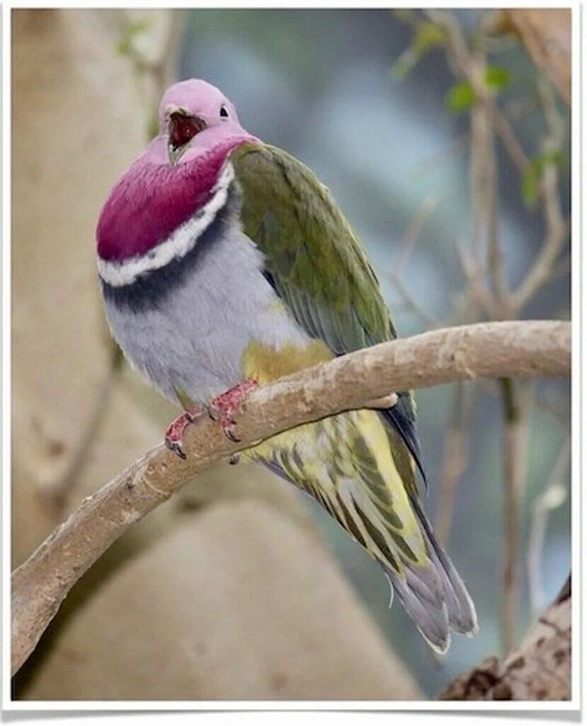 Buy Pink Headed Fruit Dove Online - Image 2