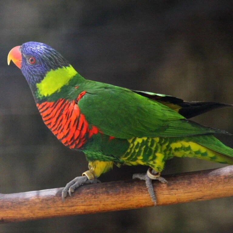 BUY GREEN NAPED LORIKEET - Image 3