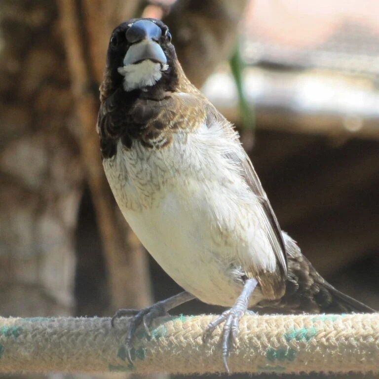 BUY SOCIETY FINCH FOR SALE - Image 3