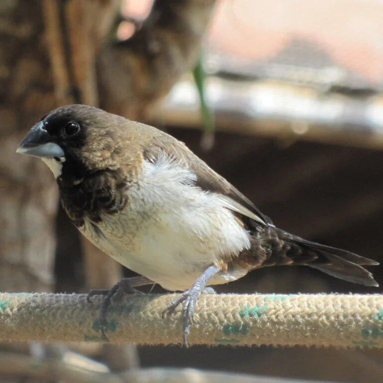 BUY SOCIETY FINCH FOR SALE - Image 4