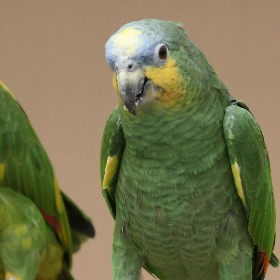 ORANGE WINGED AMAZON FOR SALE - Image 3
