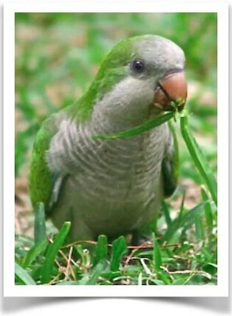 Buy Quaker Parrot (Monk Parakeet) Online - Image 4
