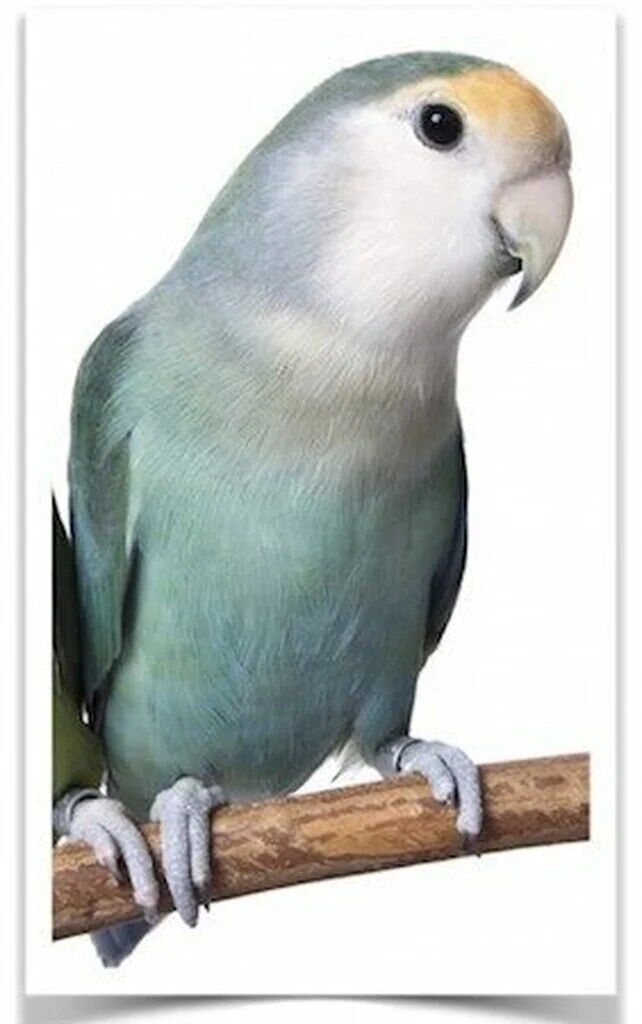 Buy Lovebirds - Blue Peach-faced Online