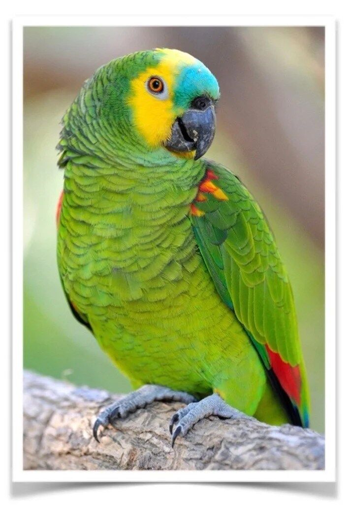 Buy Blue Fronted Amazon Online