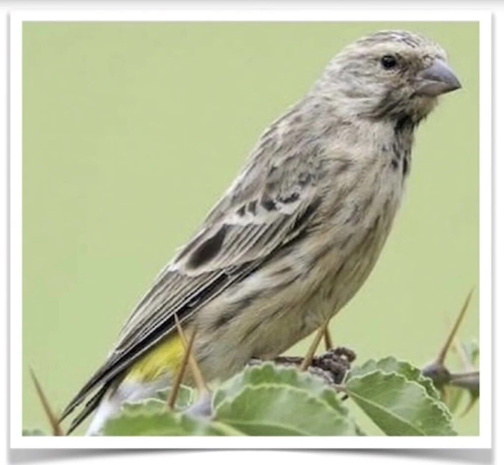 Buy Black Throated Canary Online