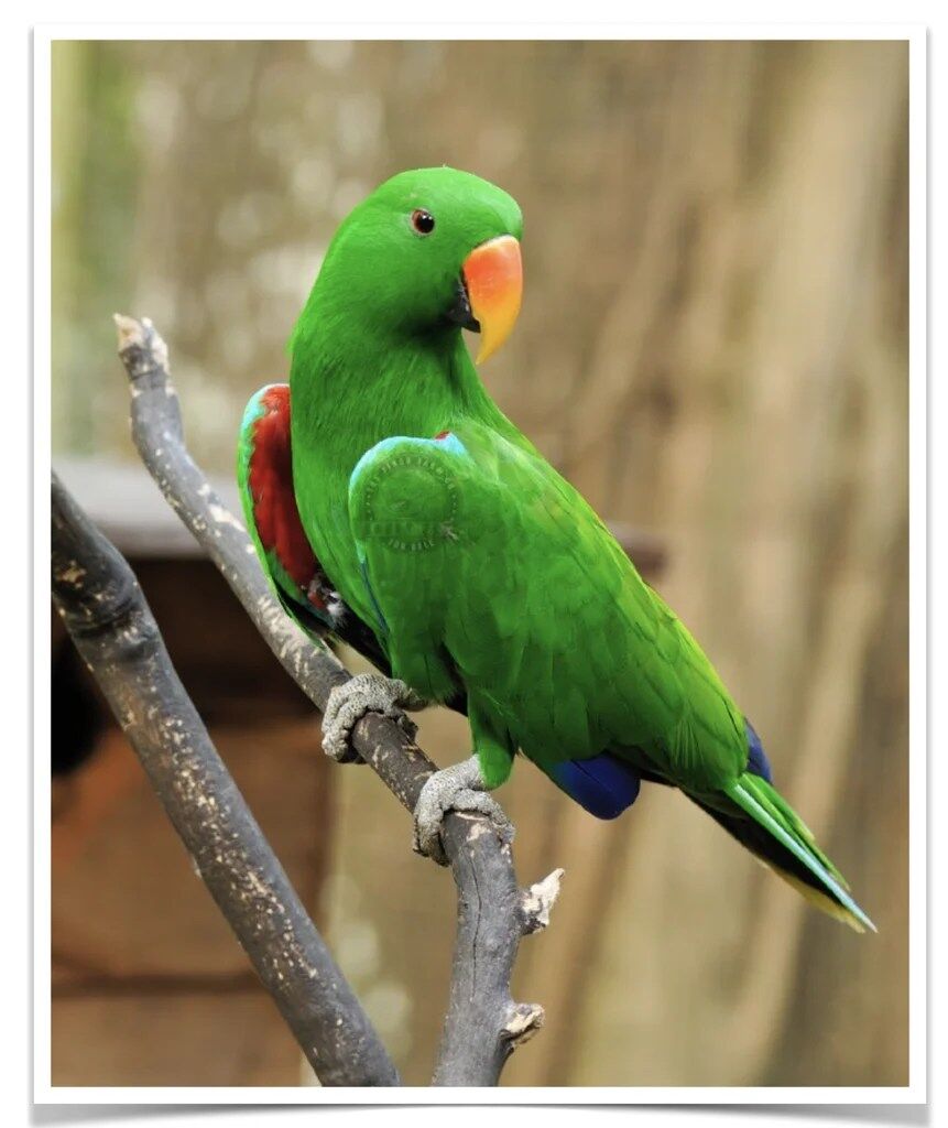 Buy Eclectus Online - Image 5