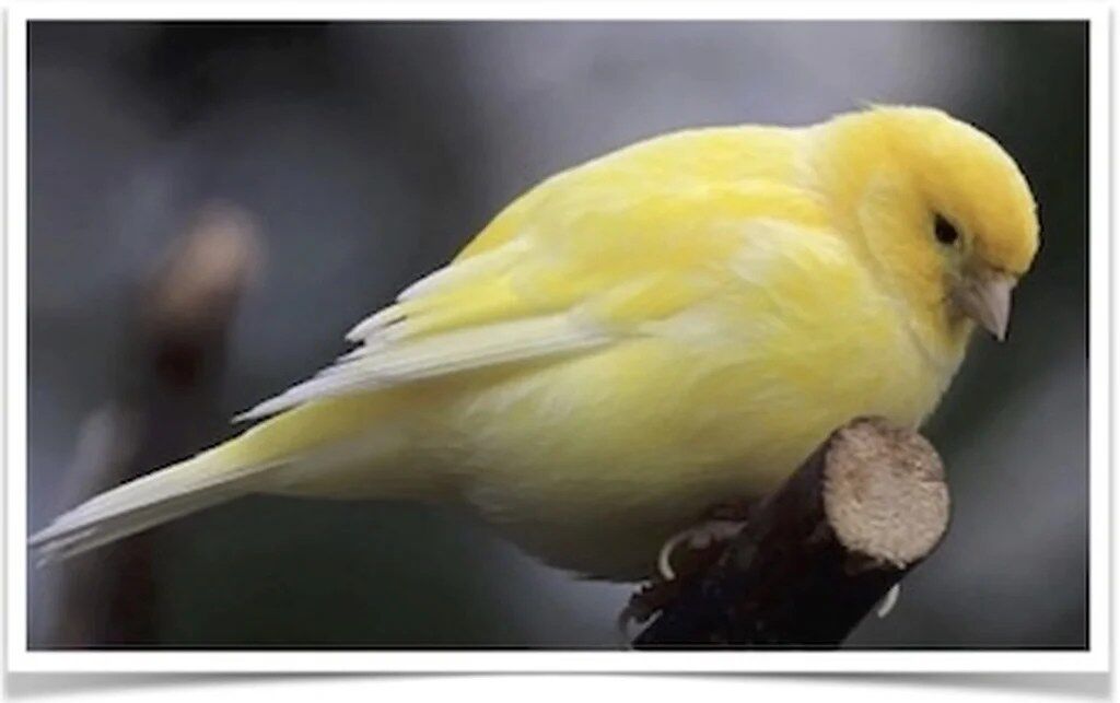 Buy Fife Fancy Canary Online