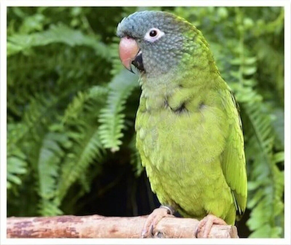 Buy Blue Crowned Conure Online
