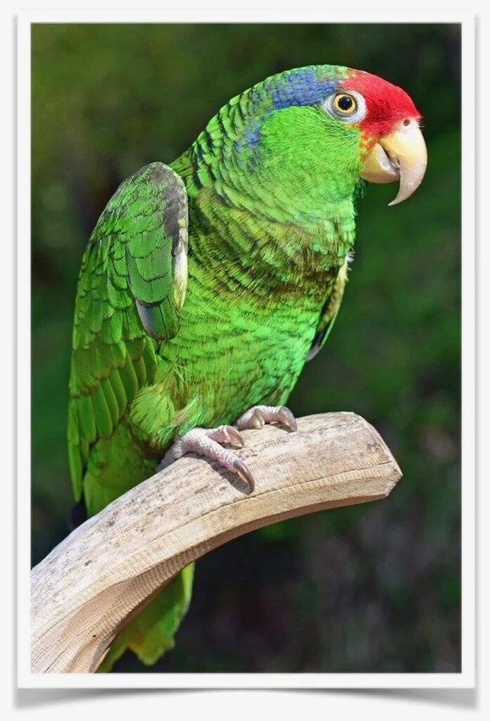 Buy Red-crowned Amazon Online