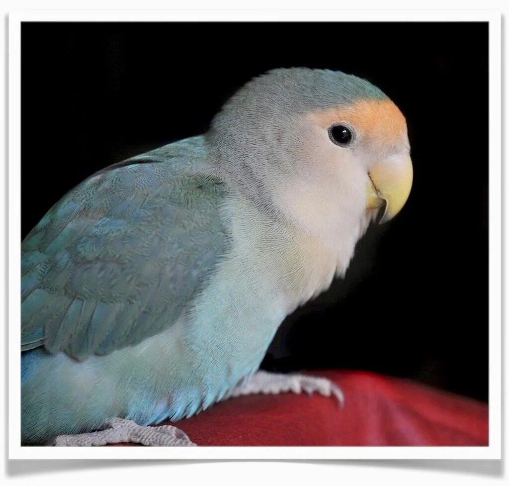 Buy Lovebirds - Blue Peach-faced Online - Image 2