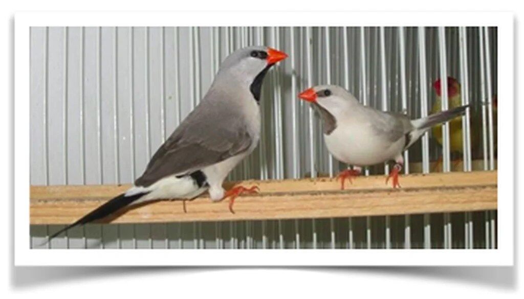 Buy Opal Shaft-tail Finch Online