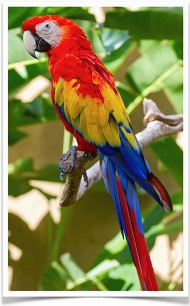 Buy Scarlet Macaw Online - Image 2