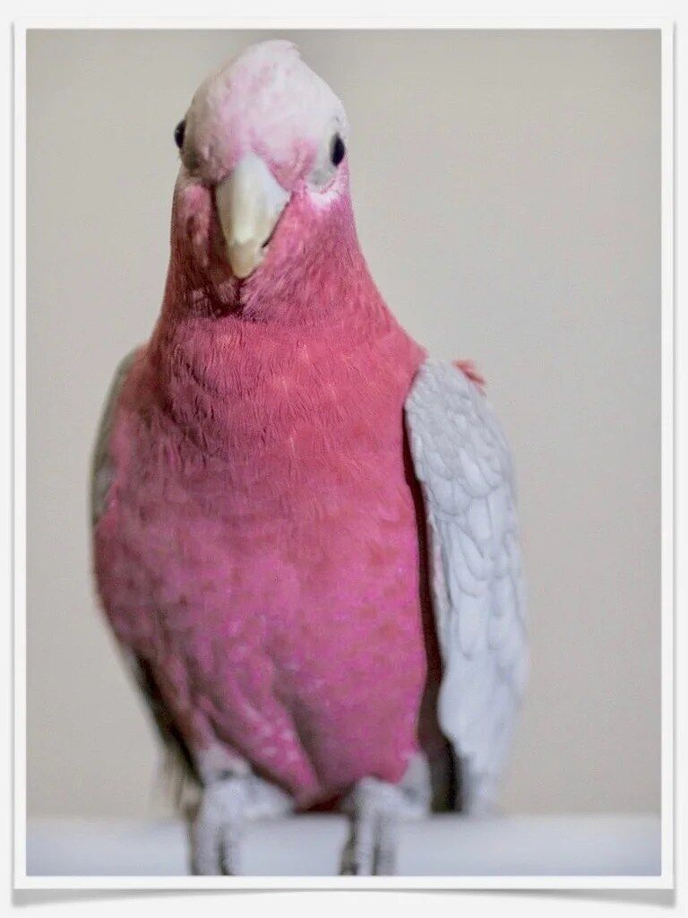 Buy Rose Breasted Cockatoo Online - Image 4