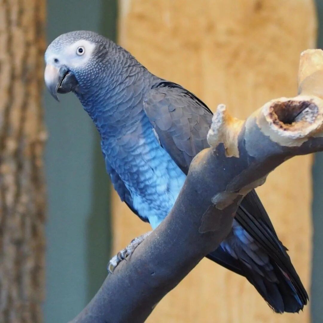 Timneh African Grey