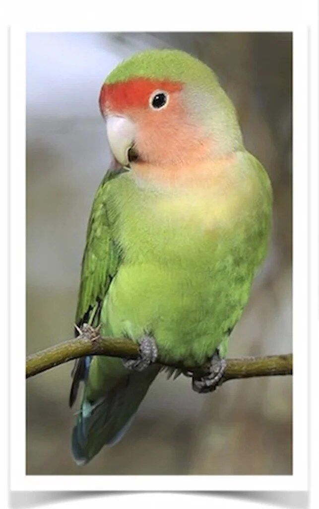 Buy Lovebirds - Peach-faced Online - Image 2