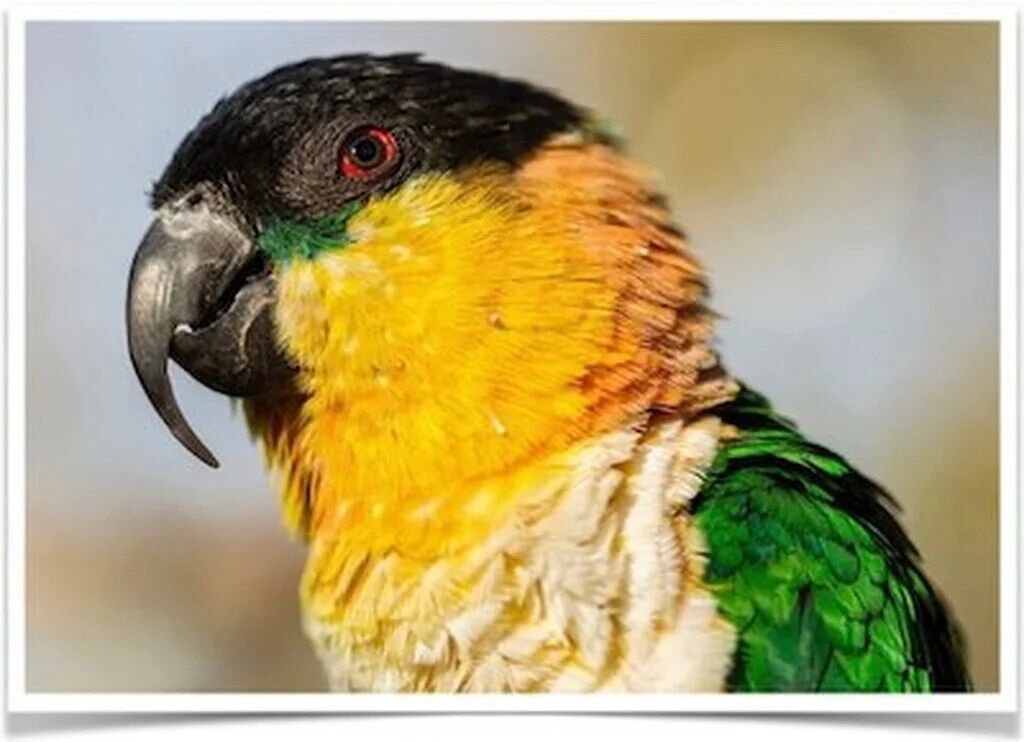 Buy Black Headed Caique Online - Image 4