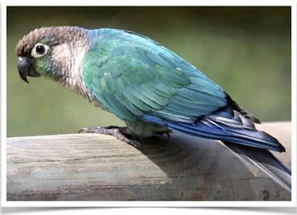 Buy Turquoise Green-Cheeked Conure Online - Image 2