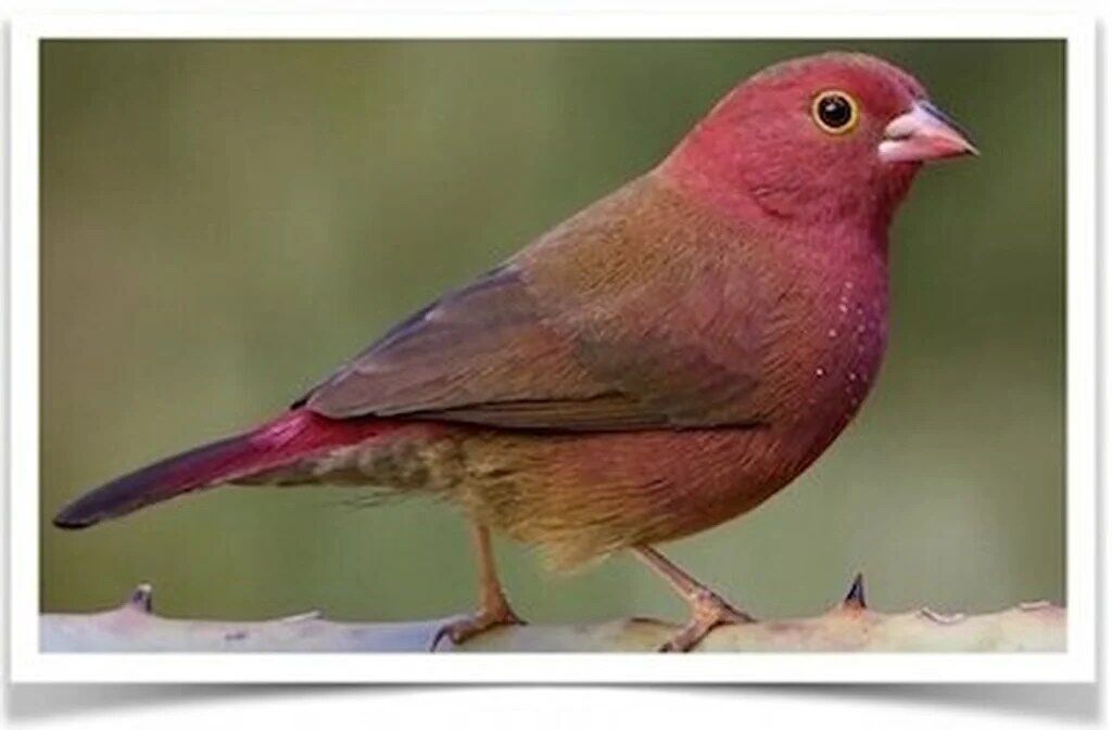 Buy Red-Billed Firefinch Online