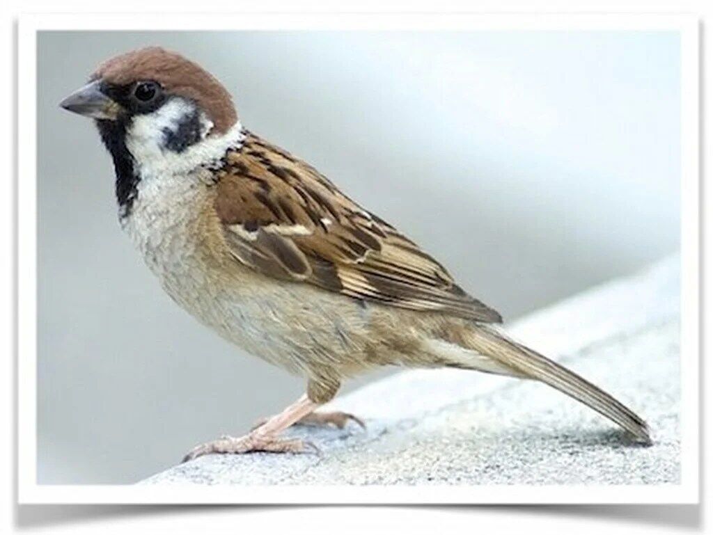 Buy Eurasian Tree Sparrow Online