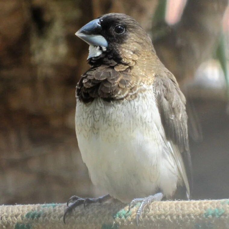 BUY SOCIETY FINCH FOR SALE