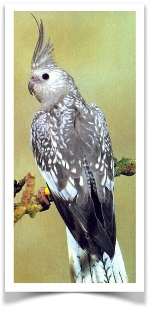 Buy Whiteface Pearl Cockatiel Online