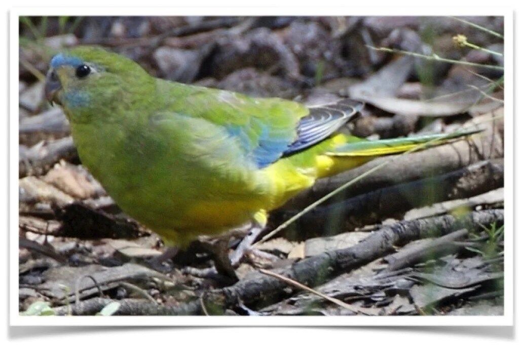 Buy Green Turquoisine Online - Image 2